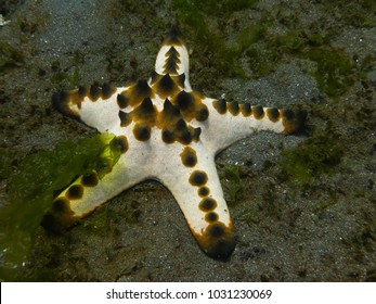 Chocolate Chip Sea Star