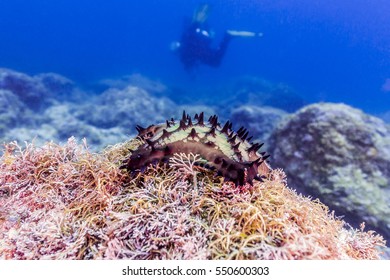 Chocolate Chip Sea Star