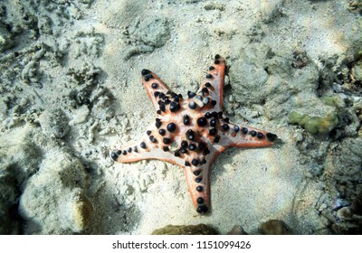 Chocolate Chip Sea Star On Ocean Floor