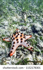 Chocolate Chip Sea Star On Ocean Floor