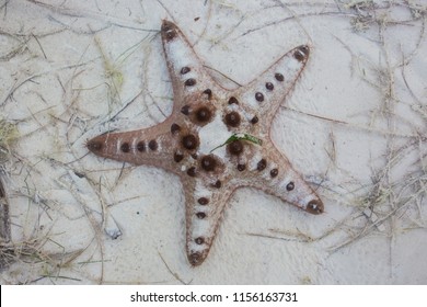 Chocolate Chip Sea Star (Protoreaster Nodosus) 01