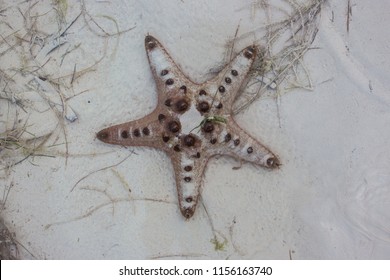 Chocolate Chip Sea Star (Protoreaster Nodosus) 03