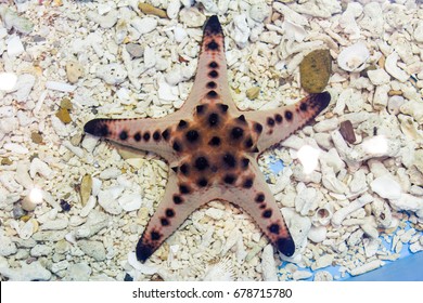 Chocolate Chip Sea Star (Protoreaster Nodosus)