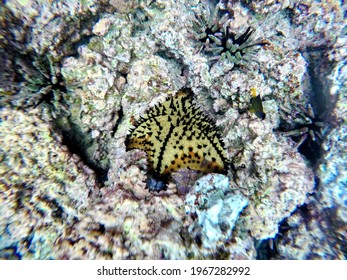 Chocolate Chip Sea Star At Rabida Island, Galapagos, Ecuador