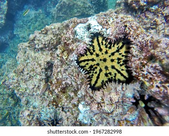 Chocolate Chip Sea Star At Rabida Island, Galapagos, Ecuador