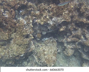 Chocolate Chip Sea Star In The Water