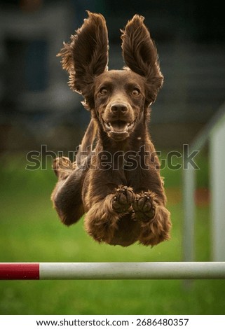 Chocolate Cocker Spaniel. Agility competition. Obstacle course. Dog activity