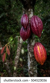 Chocolate Cocoa Plant