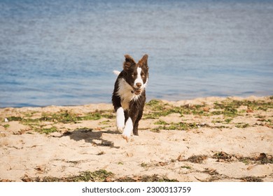 Chocolate coloured brown border collie pup running on beach young pup - Shutterstock ID 2300313759