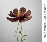 The Chocolate Cosmos is a unique flower with deep burgundy, velvety petals and a rich, chocolate-like fragrance, adding elegance and charm to any garden.