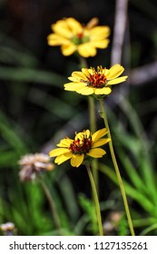 Chocolate daisies in a Texas field