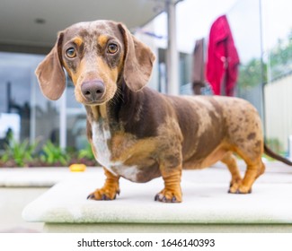 chocolate piebald dachshund