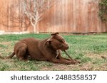 Chocolate Lab Brown Pit Bull Mix dog laying in grass chewing a dog bone