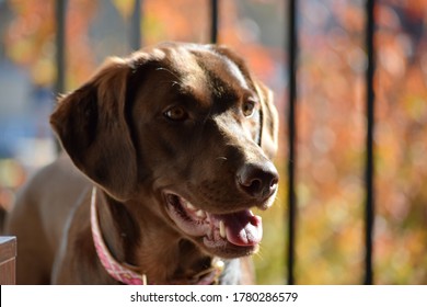 Chocolate Lab Dog Against Fall Foliage