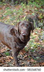 Chocolate Lab Dog In The Fall.