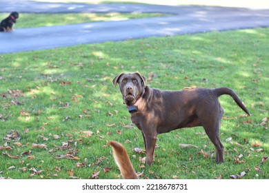 Chocolate Lab Dog Looking At Photographer 