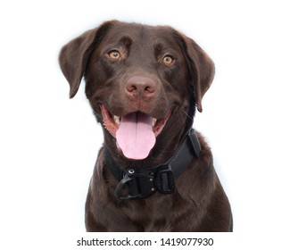 Chocolate Lab Dog On White Backdrop