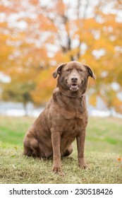 Chocolate Lab Dog Outside In The Fall