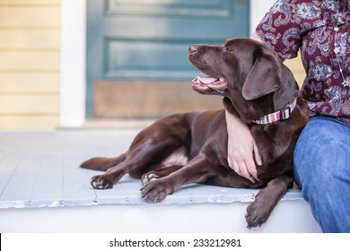 Chocolate Lab Dog Sits On The Porch With Owner