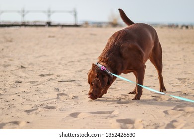 Chocolate Lab Dog Sniffing Around On A Beach