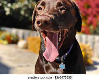 Chocolate Lab During Fall