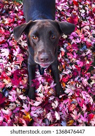 Chocolate Lab During Fall