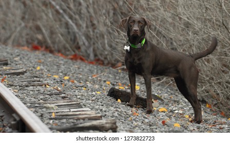 Chocolate Lab In The Fall On The Tracks