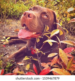 Chocolate Lab Hanging Out In Fall Colored Leaves