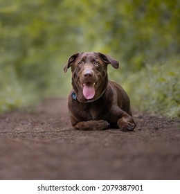 Chocolate Lab Laying Down Happy