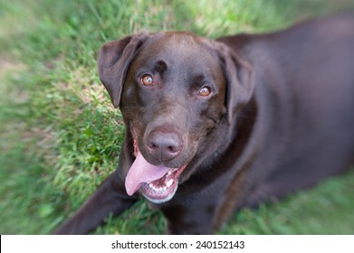 2,594 Chocolate Lab Face Images, Stock Photos & Vectors | Shutterstock