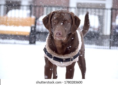 Chocolate Lab Mix Dogs In Snow And Forest