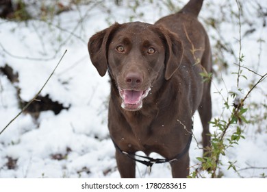 Chocolate Lab Mix Dogs In Snow And Forest