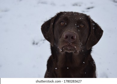 Chocolate Lab Mix Dogs In Snow And Forest