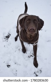 Chocolate Lab Mix Dogs In Snow And Forest