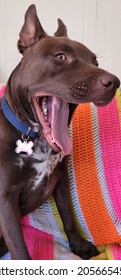 Chocolate Lab Mix In New House,yawning, And Outside