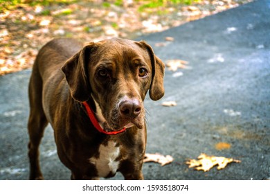 Chocolate Lab Mix Portrait In Fall