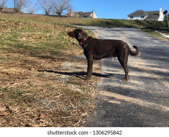 Chocolate Lab Mix Posing 