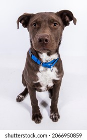 Chocolate Lab Mixed Breed Pit Bull Dog With Blue Collar Sitting Looking At Camera Isolated On White Background