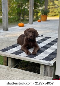 Chocolate Lab On The Deck In Fall