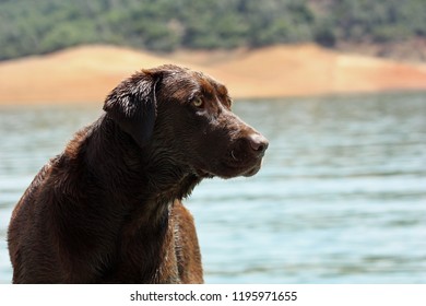 Chocolate Lab On Emigrant Lake Ashland Oregon