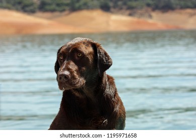 Chocolate Lab On Emigrant Lake Ashland Oregon