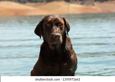 Chocolate Lab On Emigrant Lake Ashland Oregon