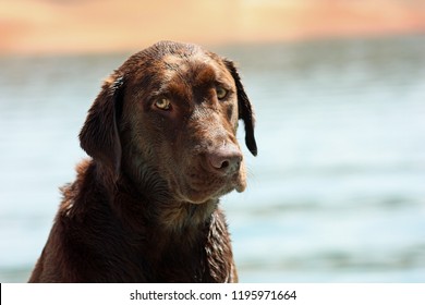 Chocolate Lab On Emigrant Lake Ashland Oregon