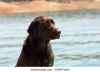 Chocolate Lab On Emigrant Lake Ashland Oregon