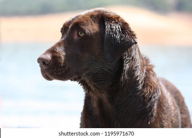 Chocolate Lab On Emigrant Lake Ashland Oregon