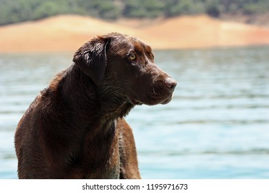 Chocolate Lab On Emigrant Lake Ashland Oregon