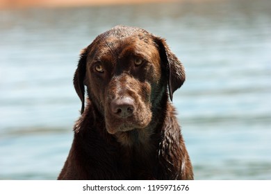 Chocolate Lab On Emigrant Lake Ashland Oregon