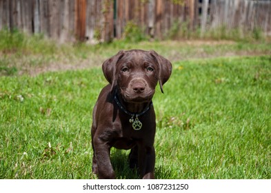 Similar Images Stock Photos Vectors Of Chocolate Labrador