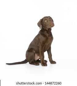 Chocolate Lab Puppy