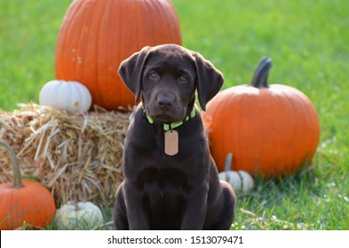 Chocolate Lab Puppy In The Fall